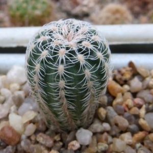 gymnocalycium bruchi