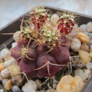 gymnocalycium damsii rotundulum monstrose