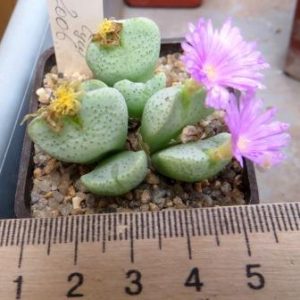 conophytum taylorianum BRNO