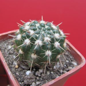 Notocactus turecekianus