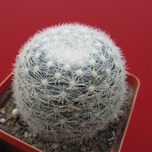 Mammillaria  ortiz - rubion