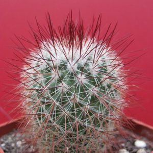 Mammillaria spinosissima
