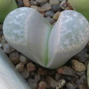 lithops helmutii