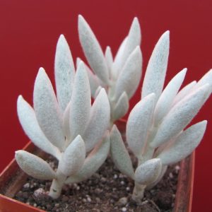 Senecio haworthioides  3 вместе