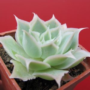 Echeveria Laguna Sanchez