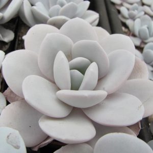 Echeveria laui