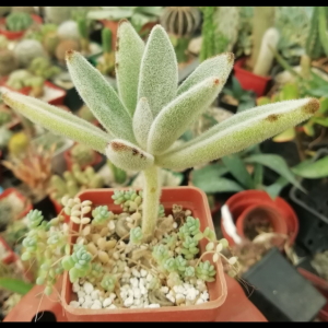 Kalanchoe tomentosa