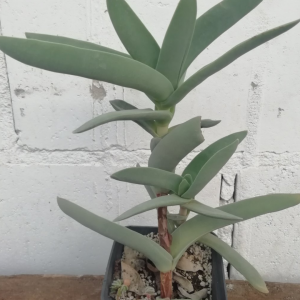 Crassula falcata