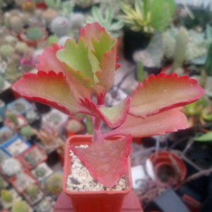 Kalanchoe sexangularis