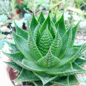 Aloe cv. " Kosmo"
