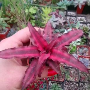 Cryptanthus bivittatus
