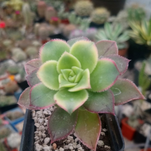 Aeonium " kiwi"