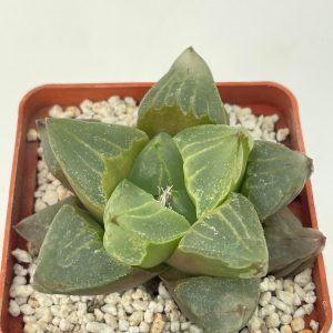Haworthia cv. 'Ice City' (pygmaea mutant)