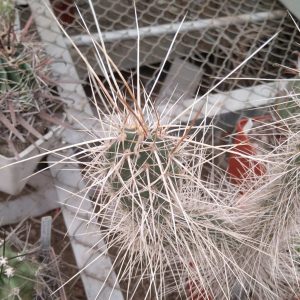 Opuntia  polyacantha v. juniperina - побеги-
