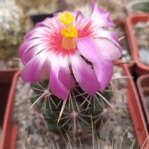 Thelocactus bicolor (зразок)