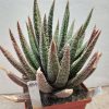 1944 Aloe ‘Twilight Zone’