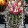 2 Horridocactus nigricans