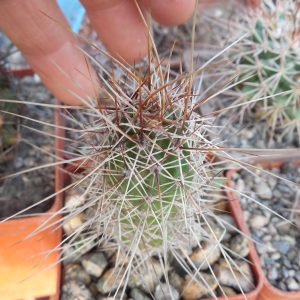 Echinocereus engelmanii - v. variegatus SB 844 - Navajo Co. Az. - super long spines (to - 23*C)  - MG -