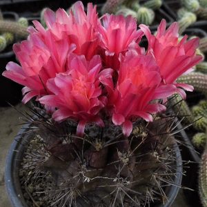Eriosyce crispa v. huascensis -seeds-