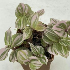 Tradescantia Nanouk