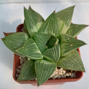 Haworthia retusa cv.  «Milky Way»