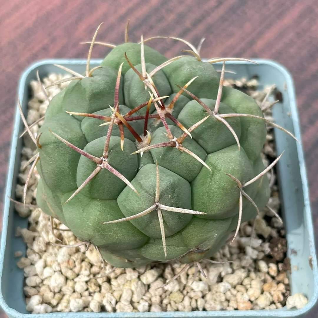 Thelocactus hexaedrophorus (Ko)