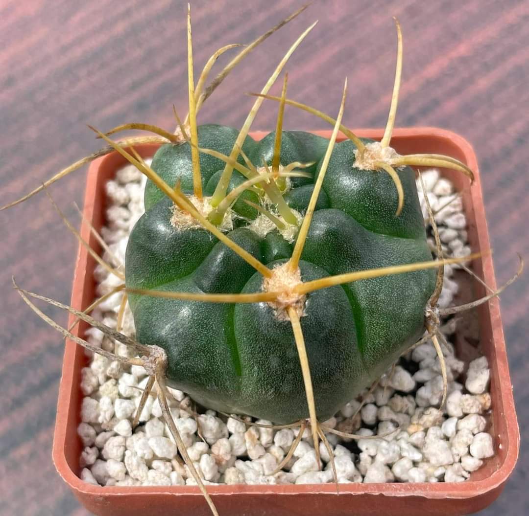 Gymnocalycium monvillei (Pl № 700)