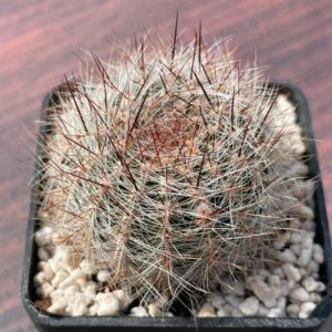 Lobivia leucomalla (P.P. № 2404.00)