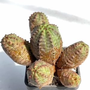 Euphorbia pseudoglobosa