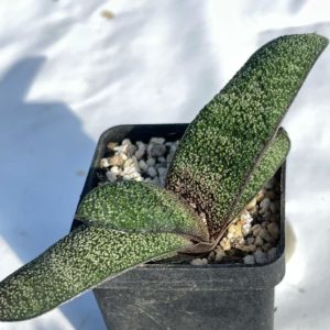 Gasteria batesiana Barberton
