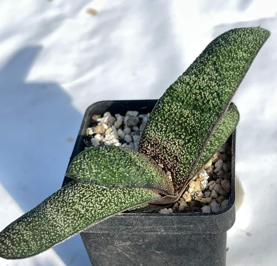 Gasteria batesiana Barberton