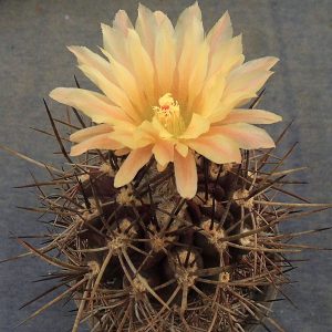 Horridocactus horridus -seeds-