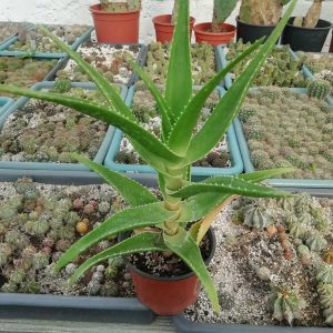 Aloe delaetii