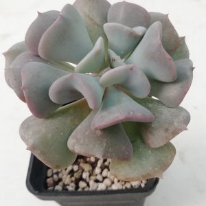 Echeveria cv. cubic frost