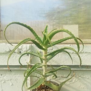 Aloe arborescens