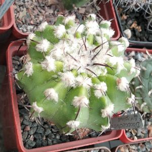 Discocactus latispinus -LB-