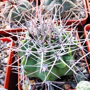 Gymnocalycium mostii -s