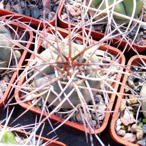 Gymnocalycium spegazzinii v. horizontalonium -s