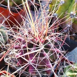 Ferocactus  hamatacanthus v. longihamatus -s