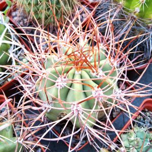 Denmoza rhodacantha -Cuesta Miranda- s