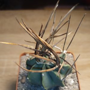 Astrophytum crassispinum