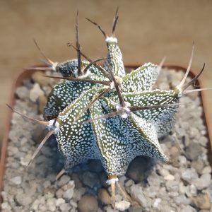 Astrophytum ornatum