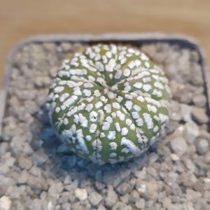 Astrophytum Superkabuto