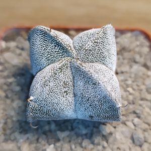 Astrophytum myriostigma quadricostatum