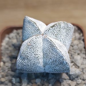 Astrophytum myriostigma onzuka quadricostatum