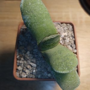 Gasteria glauca