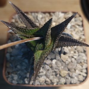 Haworthia scabra