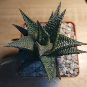 Haworthia limifolia