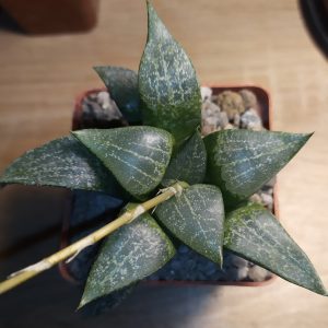 Haworthia hybrid bayeri x pygmaea