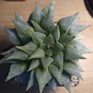 Haworthia pygmaea
